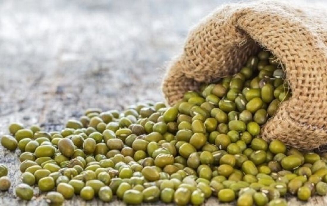 آغاز برداشت ماش در مسجدسلیمان