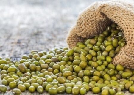 آغاز برداشت ماش در مسجدسلیمان