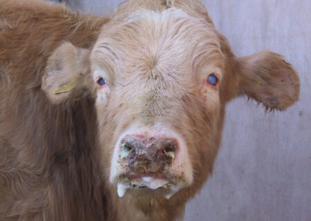 هشدار فوری جهاد کشاورزی اندیکا درباره شیوع سویه جدید تب برفکی در دامهای شهرستان اندیکا