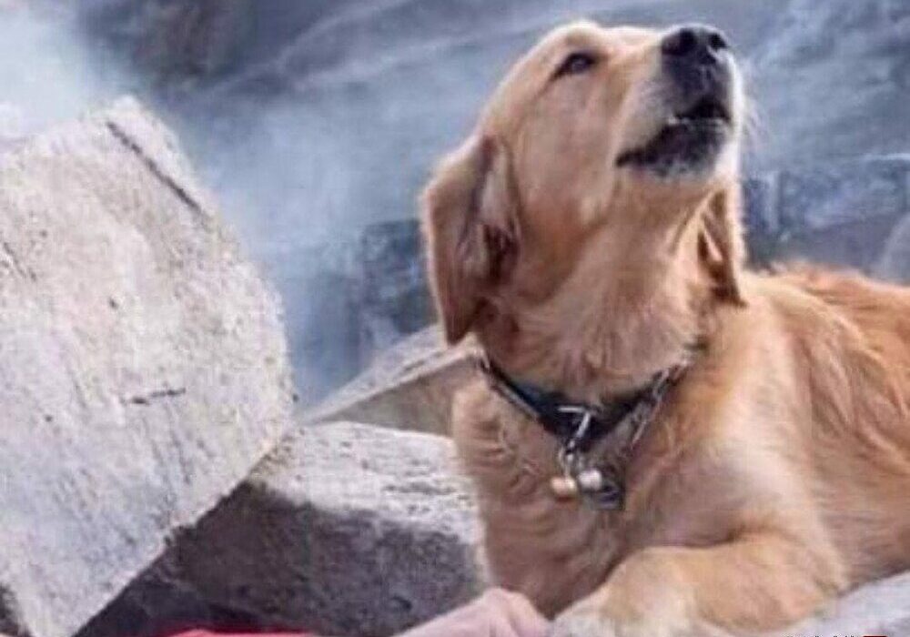 دوره تخصصی امداد و نجات سگ‌های زنده‌یاب هلال‌احمر در اندیکا برگزار شد