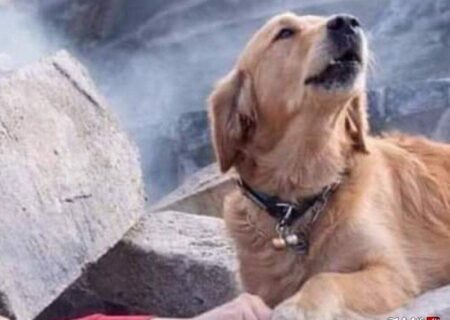 دوره تخصصی امداد و نجات سگ‌های زنده‌یاب هلال‌احمر در اندیکا برگزار شد