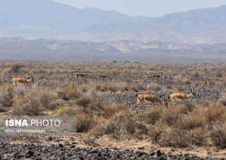 از ثبت حمله سگ به گله آهوهای جاشلوبار تا مشاهده دو خرس قهوه‌ای در پرور
