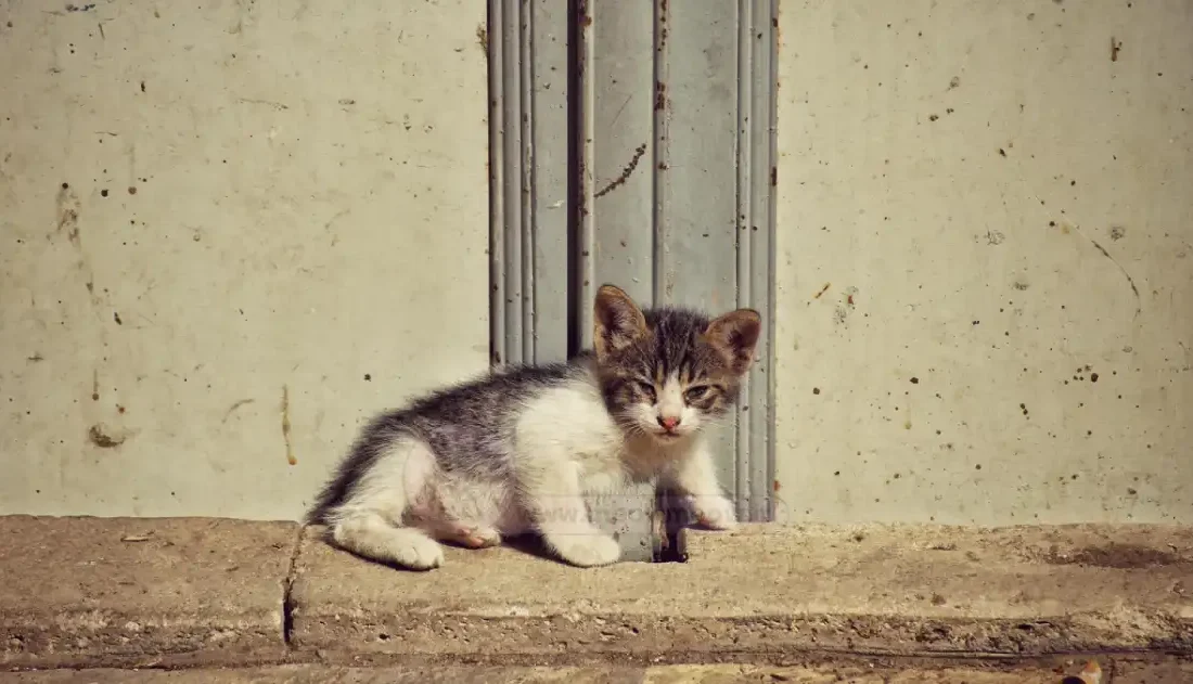 همدلی به روایت ترافیک؛ صف خودروهایی که در قلب شهر مسجدسلیمان برای یک “عضو کوچک” شهر توقف کردند