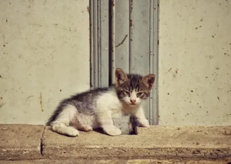 همدلی به روایت ترافیک؛ صف خودروهایی که در قلب شهر مسجدسلیمان برای یک “عضو کوچک” شهر توقف کردند