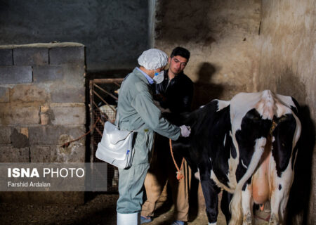 «تب برفکی» به انسان منتقل نمی‌شود / محصولات دام‌های مبتلا وارد بازار نمی‌شود