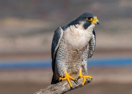 تلاش‌های ایران برای جلوگیری از تغییر وضعیت گونه بحری در کنوانسیون سایتیس