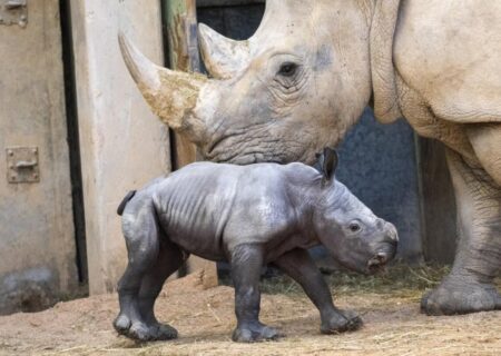 تولد بچه‌کرگدن سفید در یک باغ‌وحش/ عکس