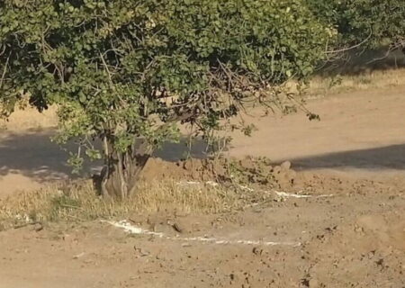 عضو هیأت مدیره انجمن تخصصی باغستان سنتی: باغستان قزوین نیازمند توجه ویژه دولت است