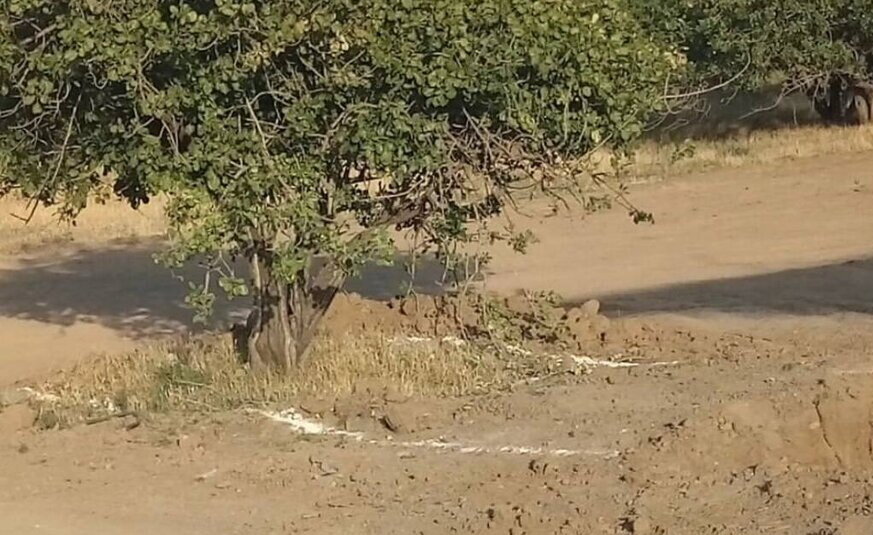 عضو هیأت مدیره انجمن تخصصی باغستان سنتی: باغستان قزوین نیازمند توجه ویژه دولت است