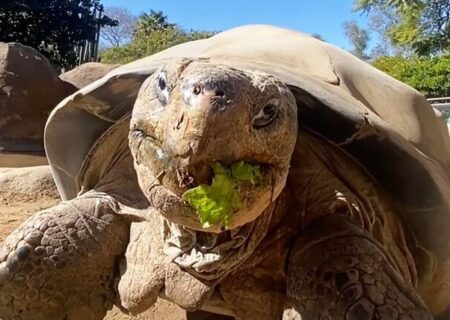 مرگ سالخورده‌ترین ساکن باغ وحش «سن‌دیگو»/ عکس