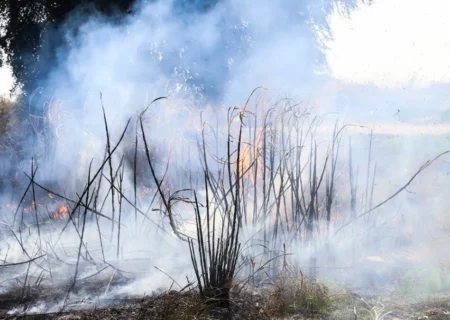 سوزاندن بقایای گیاهی و مزارع ممنوع است/پیگرد قانونی در انتظار متخلفان