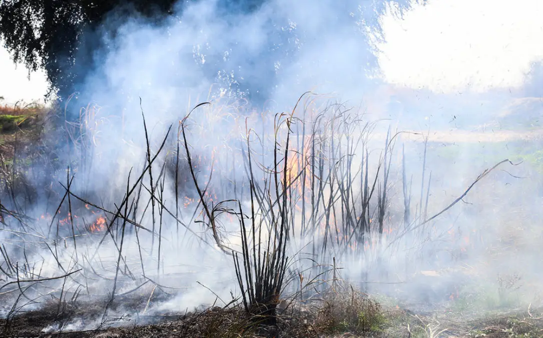 سوزاندن بقایای گیاهی و مزارع ممنوع است/پیگرد قانونی در انتظار متخلفان
