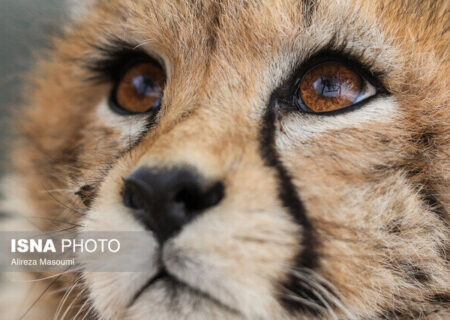 مشاهده «تلما» پس از ۳ سال در توران