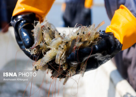 مشکل پرورش‌دهندگان مجتمع میگو چوئبده چیست؟