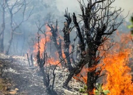 هواپیمای ایلوشن به جنگل‌های چالوس رسید