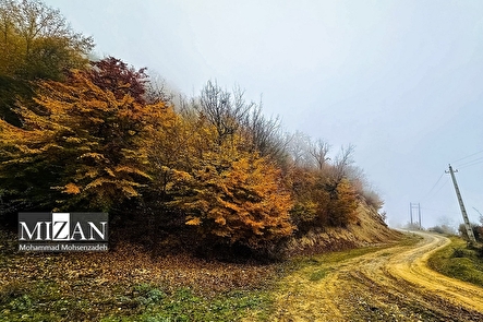 ورود میدانی دادگستری مازندران به ادعای مربوط به ساخت و ساز غیرمجاز در جنگل‌های هیرکانی بابل