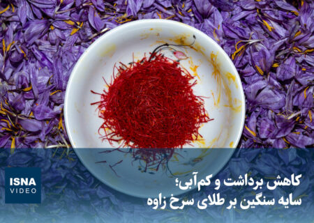 ویدیو/ کاهش برداشت و کم‌آبی؛ سایه سنگین بر طلای سرخ زاوه