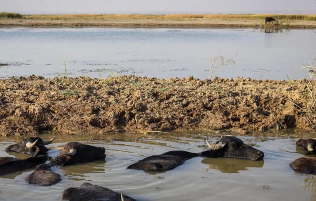 چه کسانی باران را در ایران به قتل رساندند؟