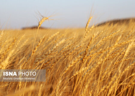 ۲۱۰ هزار هکتار گندم آبی در خوزستان کشت شد