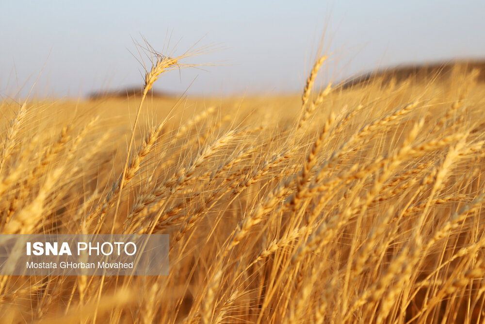 ۲۱۰ هزار هکتار گندم آبی در خوزستان کشت شد
