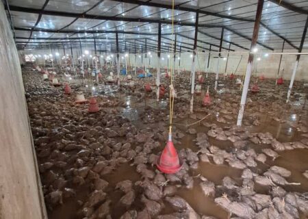 سیل مهیب در مسجدسلیمان باعث نابودی ۲۰ هزار قطعه مرغ و تخریب مرغداری شد