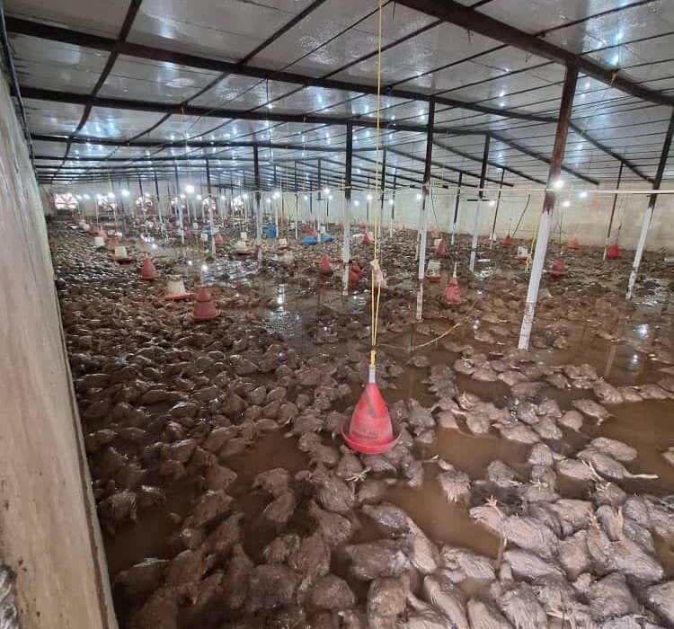 سیل مهیب در مسجدسلیمان باعث نابودی ۲۰ هزار قطعه مرغ و تخریب مرغداری شد