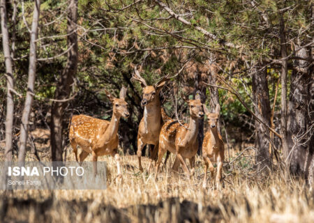 تولد ۴ گوزن زرد ایرانی در پارک ملی کرخه از ابتدای امسال