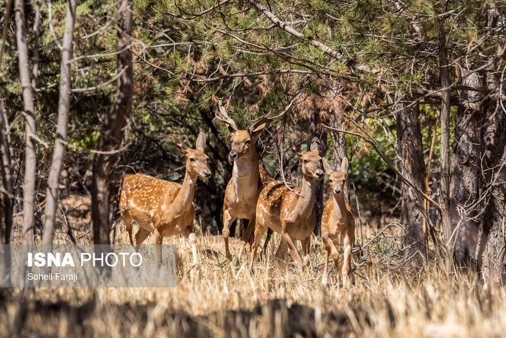 تولد ۴ گوزن زرد ایرانی در پارک ملی کرخه از ابتدای امسال