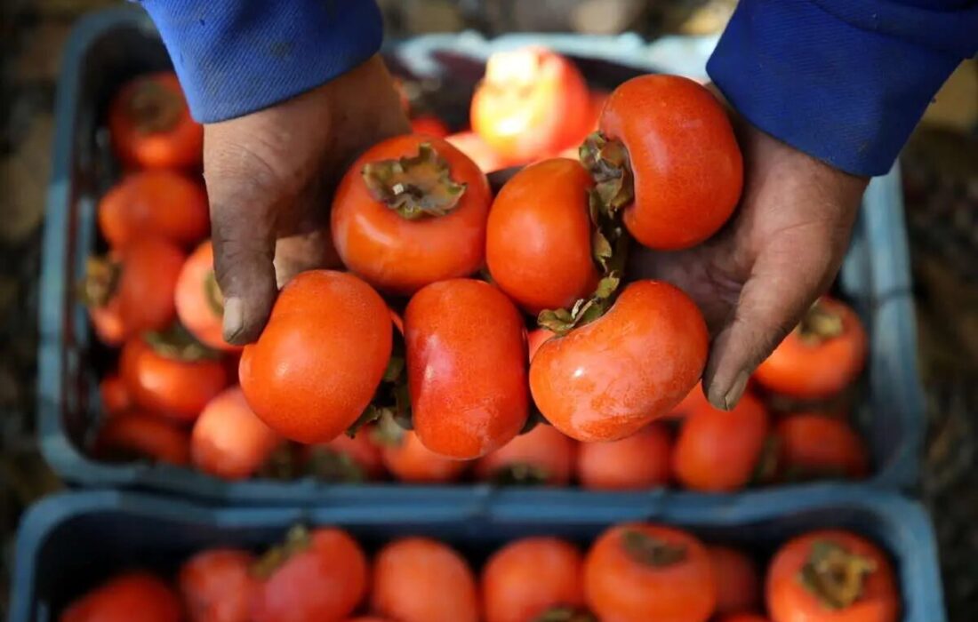 ماجرای ترسناک «خرمالو» در اتاق‌های عمل مشهد