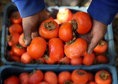 ماجرای ترسناک «خرمالو» در اتاق‌های عمل مشهد