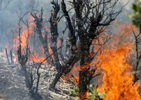 واکنش محیط‌ زیست درباره جنگل‌های الیت: هنوز درگیر آتش هستیم/ میزان خسارت درختان سوخته، حدود ۲۰ درصد است/ وسعت حریق بین ۱۵۰ تا ۱۸۰ هکتار برآورد می‌شود