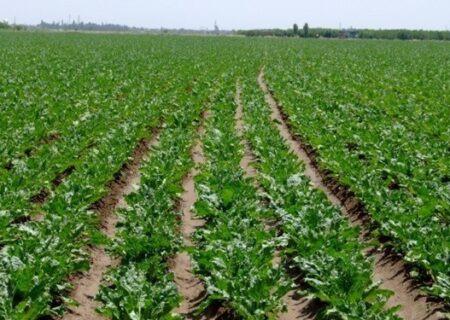 کشت حدود ۱۳۰۰ هکتار محصولات پاییزه در آبادان/ شرایط تامین آب نسبتا پایدار است